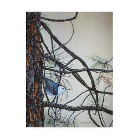 Ron Parker 'White Breasted Nuthatch' Canvas Art,24x32